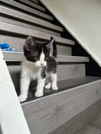 Kittens poesjes/katertje, Meerdere dieren, Kortharig, 0 tot 2 jaar