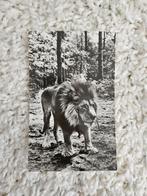 Oude ansichtkaart: Leeuw Burgers Safari Arnhem, Ophalen of Verzenden, 1960 tot 1980, Ongelopen