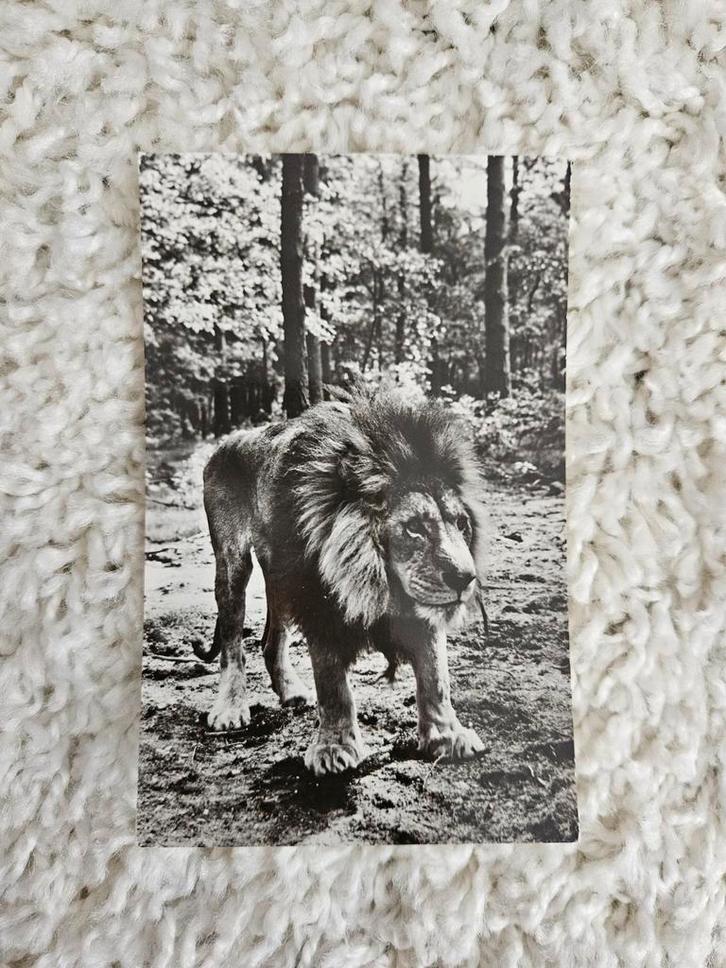 Oude ansichtkaart: Leeuw Burgers Safari Arnhem, Verzamelen, Ansichtkaarten | Buitenland, Ongelopen, 1960 tot 1980, Ophalen of Verzenden