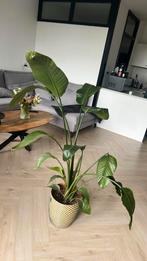 Kamerplant, Huis en Inrichting, Kamerplanten, Ophalen, Vetplant, 100 tot 150 cm, Halfschaduw
