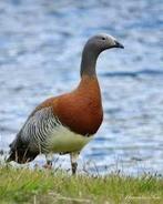 Meerdere soorten Ganzen gezocht, Dieren en Toebehoren, Pluimvee, Meerdere dieren, Gans of Zwaan
