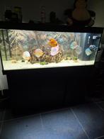 Aquarium Juwel 450L, Dieren en Toebehoren, Ophalen