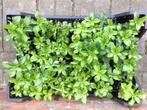 Pachysandra terminalis 'Green Carpet' (Dikkemanskruid), Tuin en Terras, Ophalen, Bodembedekkers, Vaste plant, Halfschaduw