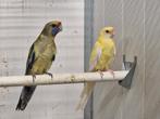 Strogele rosella x lutino, Dieren en Toebehoren, Vogels | Parkieten en Papegaaien, Meerdere dieren, Parkiet