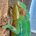 Furcifer pardalis panterkameleons nakweek te koop., Dieren en Toebehoren, Reptielen en Amfibieën, 0 tot 2 jaar