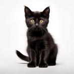 GEZOCHT: zwarte kitten, Europese Korthaar - kater, Kater