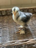 Nog mooie brahma kuikens van het grote soort, Dieren en Toebehoren, Pluimvee, Geslacht onbekend, Kip
