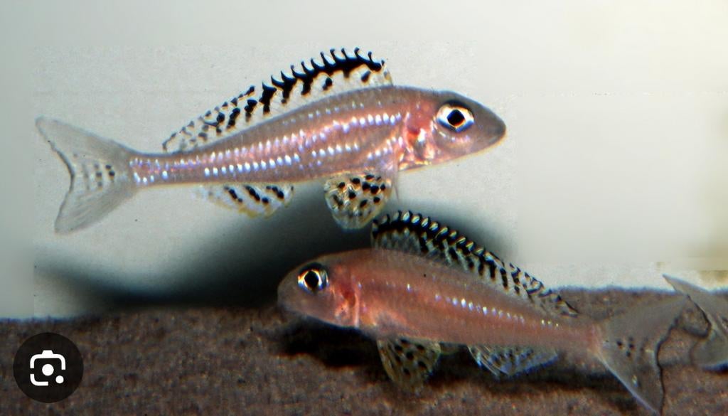 Xenotilapia gezocht omgeving Rotterdam, Dieren en Toebehoren, Vissen | Aquariumvissen, Vis