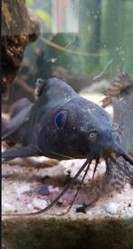 2x Synodontis Eupterus +- 15a20 cm, Dieren en Toebehoren, Vis, Zoetwatervis