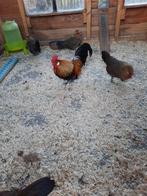 Hollandse kriel, Dieren en Toebehoren, Overige Dieren, Maart, Vrouwelijk