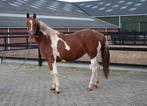 pony's en paarden in verschillende leeftijden te koop, Dieren en Toebehoren, Pony's, Gechipt, 0 tot 2 jaar, Onbeleerd, Meerdere dieren