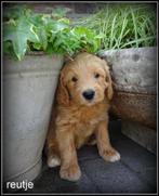 Labradoodle pups, Nederland, Overige rassen, 8 tot 15 weken, CDV (hondenziekte)