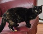 Schildpad poes, Zwarte witte Kater en Lapjes Poes, Dieren en Toebehoren, Meerdere dieren, Kortharig, 0 tot 2 jaar
