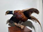 Opgezette Vogel Taxidermy op hout, Verzamelen, Dierenverzamelingen, Ophalen of Verzenden, Gebruikt, Vogel, Opgezet dier