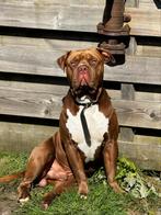 American Bully XL, Dieren en Toebehoren, Honden | Bulldogs, Pinschers en Molossers, België, Particulier, Rabiës (hondsdolheid)