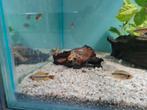 Apistogramma Cacatoides Double Red dwergcichliden, Vis, Zoetwatervis