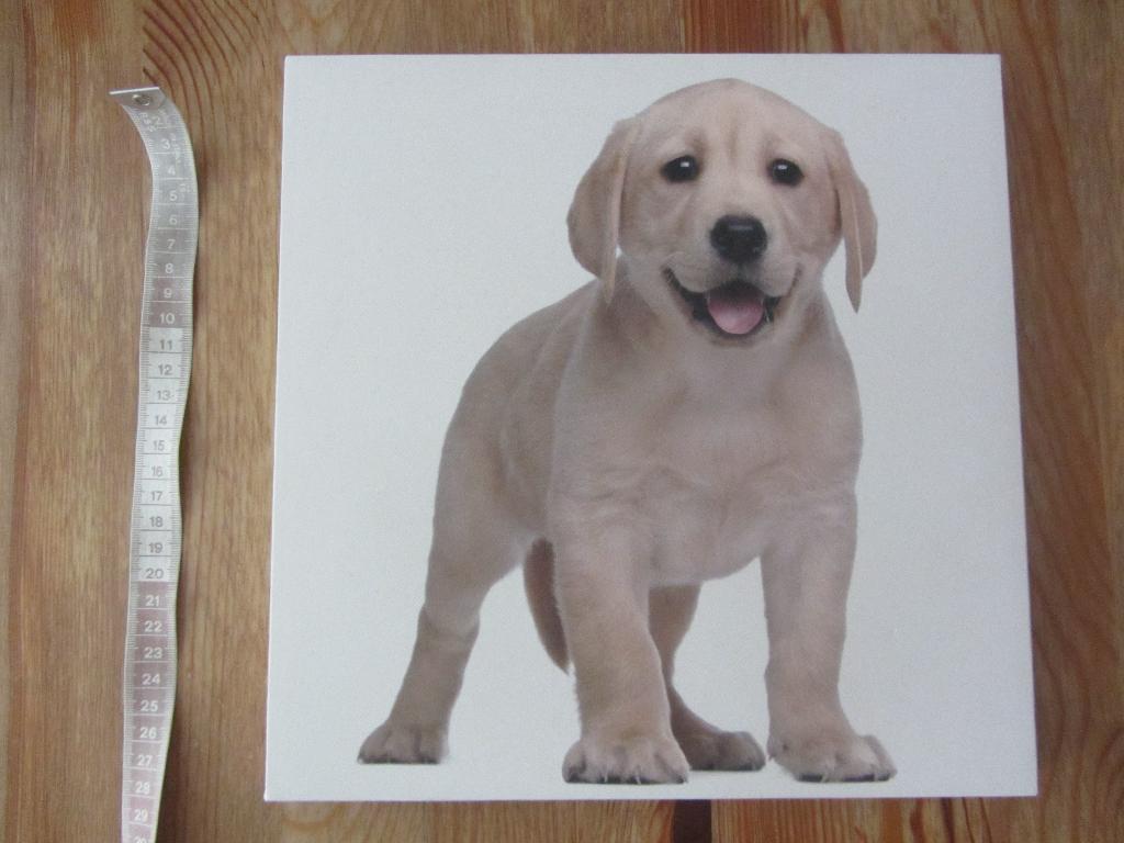 Canvas met hondje, Ophalen of Verzenden, Zo goed als nieuw, Wanddecoratie