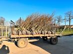 meerstammige bomen en leibomen op voorraad, Overige soorten, Lente, 100 tot 250 cm, Ophalen