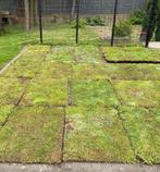 Sedum matten ,tegels er uit groen blijvend er in €20,00 pst, Ophalen of Verzenden, Overige soorten, Volle zon