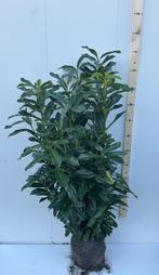 Prunus laur genolia. Smalblijvende laurier, Tuin en Terras, Planten | Struiken en Hagen, Ophalen of Verzenden, Laurier, 100 tot 250 cm