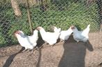 5 poule de Bresse hennen, Dieren en Toebehoren, Pluimvee, Kip, Vrouwelijk