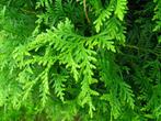5 x thuja occidentalis levensboom brabant, Ophalen, Conifeer, 100 tot 250 cm