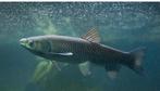 Gezocht 3 graskarpers van 50 cm of groter, Karper of Koi