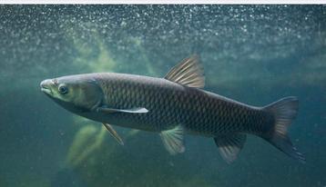Gezocht 3 graskarpers van 50 cm of groter beschikbaar voor biedingen