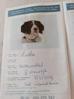 Heidewachtel Laika , gratis af te halen in St- Oedenrode ,, 6 jaar of ouder, Overige rassen, Teef, Rabiës (hondsdolheid)