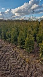 Thuja Brabant coniferen 80/100 tot 180cm Haagconiferen, Tuin en Terras, Planten | Struiken en Hagen, Ophalen, Conifeer, 100 tot 250 cm