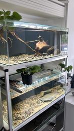 Aquarium Stelling 3x 80x40x30, Dieren en Toebehoren, Vissen | Aquaria en Toebehoren, Ophalen, Zo goed als nieuw, Leeg aquarium