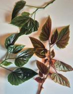 Kamerplant Begonia, Huis en Inrichting, Kamerplanten, Ophalen, Overige soorten, Halfschaduw, Minder dan 100 cm