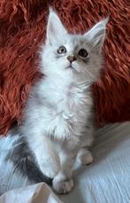 Prachtig black (pale)silver Maine Coon poesje met stamboom, Poes, Gechipt, 0 tot 2 jaar