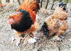 Broedeieren brahma porselein, Dieren en Toebehoren, Pluimvee, Geslacht onbekend, Kip