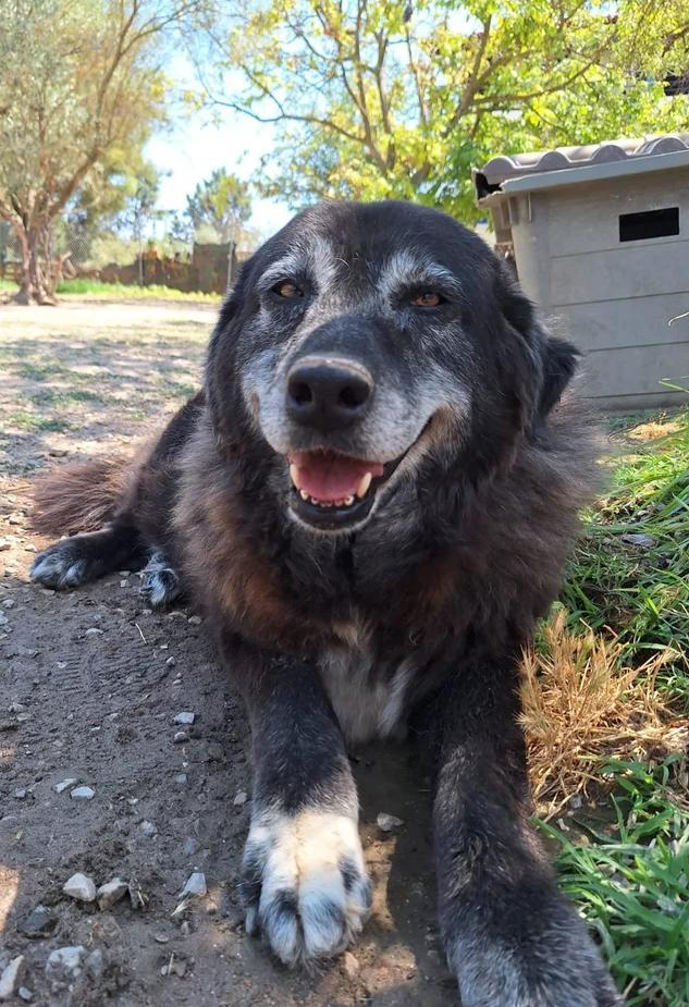 Senior Amber op zoek naar een gouden mandje, Dieren en Toebehoren, Honden | Niet-rashonden, Middel, Teef, Particulier, Eén hond