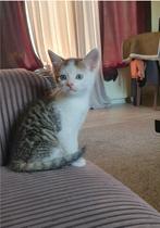 Kitten, Dieren en Toebehoren