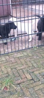 Labradoodle f3 x Labrador zwart blond Doodle poodle, Dieren en Toebehoren, Overige rassen, CDV (hondenziekte), 8 tot 15 weken