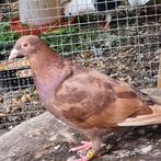Duiven man te koop, Dieren en Toebehoren, Pluimvee, Mannelijk, Gans of Zwaan
