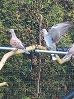 Zomertortel, Meerdere dieren, Tropenvogel, Geringd