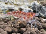 Neocardina garnalen mix, Dieren en Toebehoren, Vissen | Aquariumvissen, Kreeft, Krab of Garnaal, Zoetwatervis