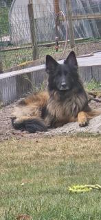 Oud duitse herder, Dieren en Toebehoren, Honden | Herdershonden en Veedrijvers, Teef, Eén hond, 3 tot 5 jaar, Herder