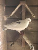 Jonge postduif, Dieren en Toebehoren, Vogels | Duiven, Geslacht onbekend, Postduif
