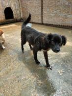 Mooie Moortje ter adoptie!, Particulier, Rabiës (hondsdolheid), 1 tot 2 jaar, Buitenland