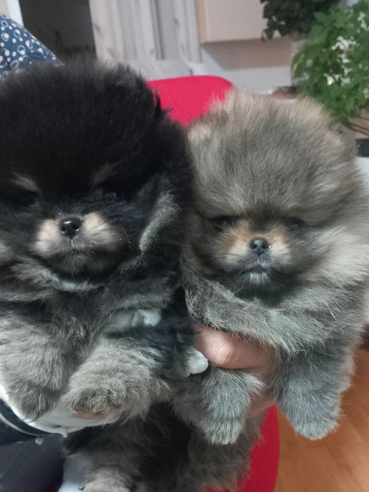 Pomeriaan pomeranian pup pups mini teef, Dieren en Toebehoren, Honden | Poolhonden, Keeshonden en Oertypen, Teef, Keeshond, Particulier