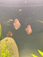 Red Alenquer discus vissen, Vis, Zoetwatervis