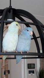 2 forpussen met kooi en toebehoren, Dieren en Toebehoren, Ophalen, Zo goed als nieuw, Metaal, Vogelkooi