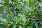 Laurier (Laurus nobilis), Tuin en Terras, Planten | Tuinplanten, Vaste plant, Ophalen of Verzenden