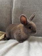 Hangoor voedster, Dieren en Toebehoren, Vrouwelijk, Groot, Hangoor