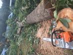Kastanje hout complete boom 70% al gezaagt komt nog meer bij, 6 m³ of meer, Ophalen of Verzenden