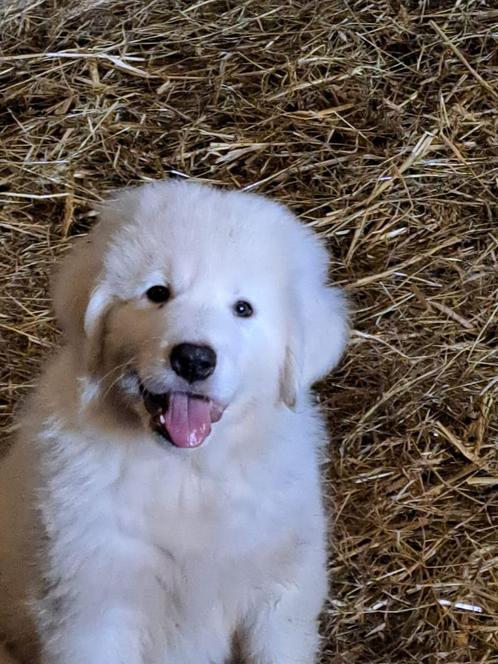 Kudde bewakingshonden, Dieren en Toebehoren, Honden | Niet-rashonden, Groot, Reu, Particulier, Meerdere, Nederland, 8 tot 15 weken